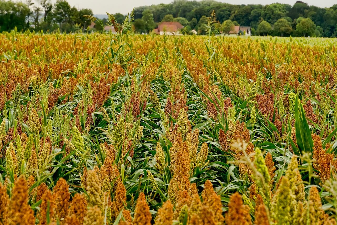 sorgo_pole